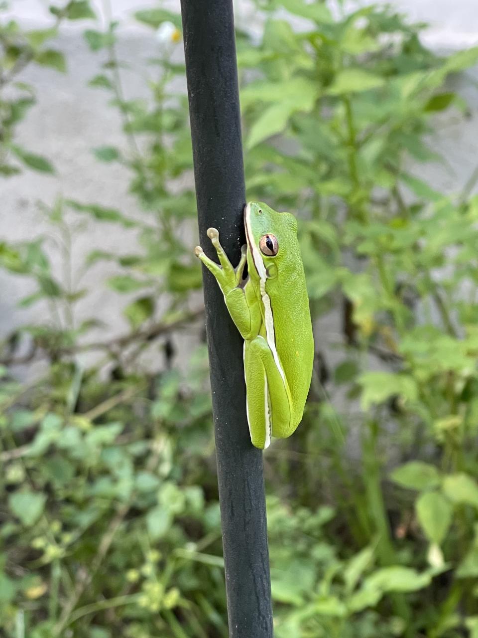 Green treefrogs (Hyla cinerea) do not seem to be shy around humans, you might even see one climbing your bird feeder pole.