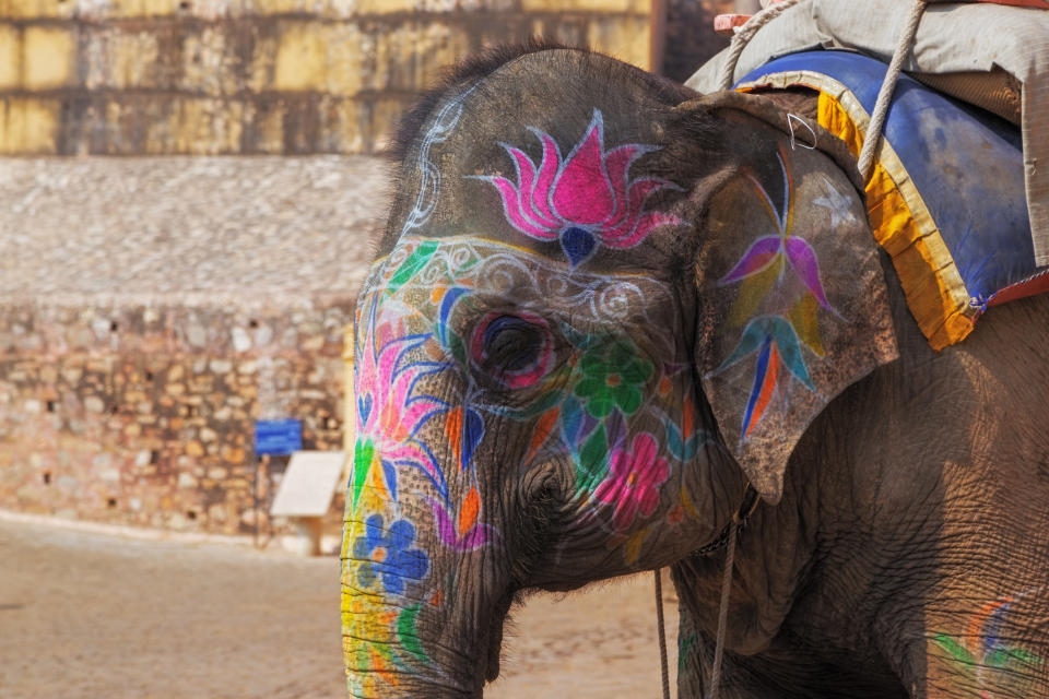 a decorated elephant