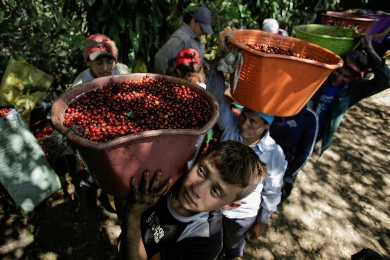 FILE PHOTO: Workers wait in a line for their baskets of freshly harvested coffee cherries to be measured at a coffee plantation, in Grecia