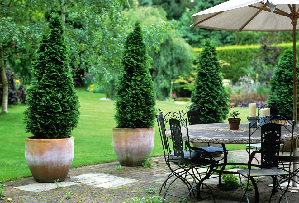 Choose the best trees to grow in pots to add color, height and interest to patios and courtyards