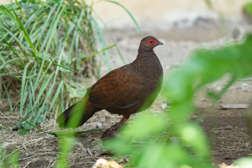 越南鷴雌鳥去年9月從捷克布拉格動物園來到臺北市立動物園