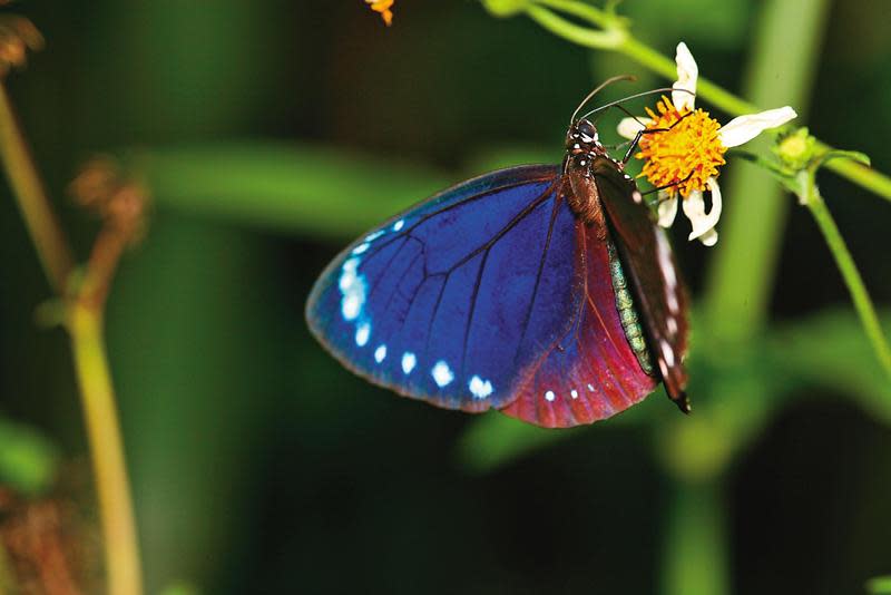 高速攝影機可以拍到一般攝影設備難以捕捉到的紫色蝶翅，圖為小紫斑蝶。（牽猴子提供）
