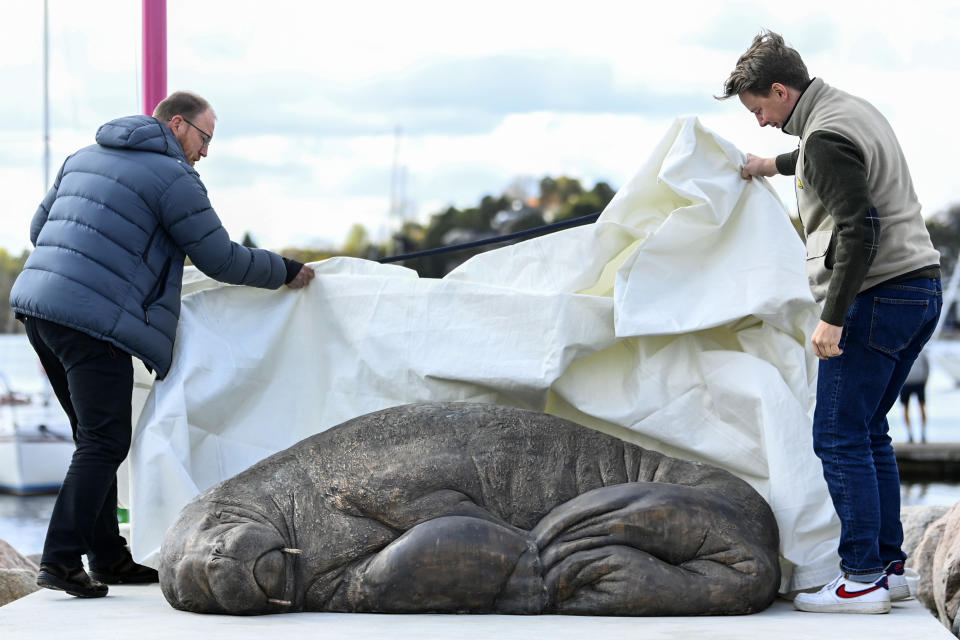 Walrus expert Rune Aae left. and initiator Erik Holm, right, unveil a skulpture of the walrus 'Freya' in Oslo, Norway, Saturday, April 29, 2023. The walrus Freya was euthanized by the Directorate of Fisheries in August 2022. The reason was that the public did not follow the recommendations from the authorities to keep their distance from the 600-kilogram animal. (Annika Byrde/NTB Scanpix via AP)