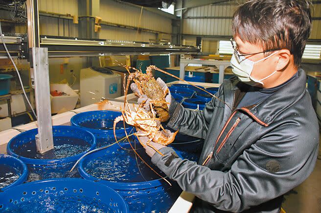 水試所東部中心助理研究員鄭明忠說，龍蝦會互相殘食，為了取得無殼龍蝦，每隻都要住「單身公寓」。（莊哲權攝）
