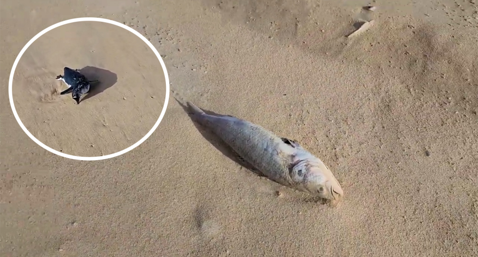 Close up of a dead fish. Inset shows a little penguin.