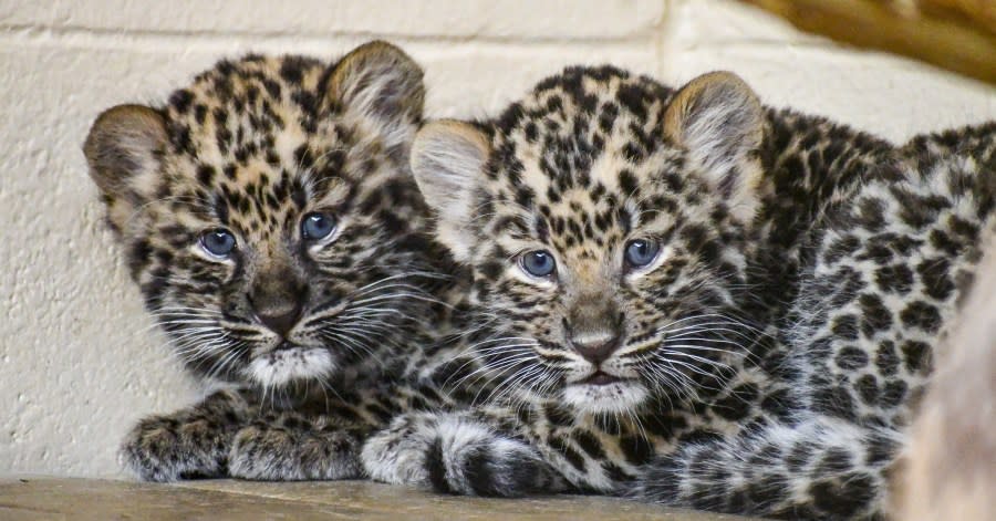 Bash and Mango as cubs