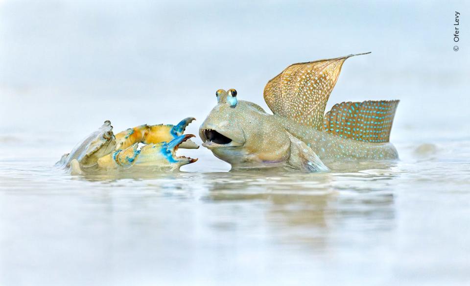 A crab fights with a mudskipper, the dishes mouth agape.