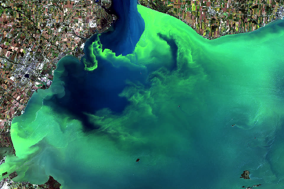 美國伊利湖（Lake Erie）的藻華現象。照片來源：NASA／USGS衛星