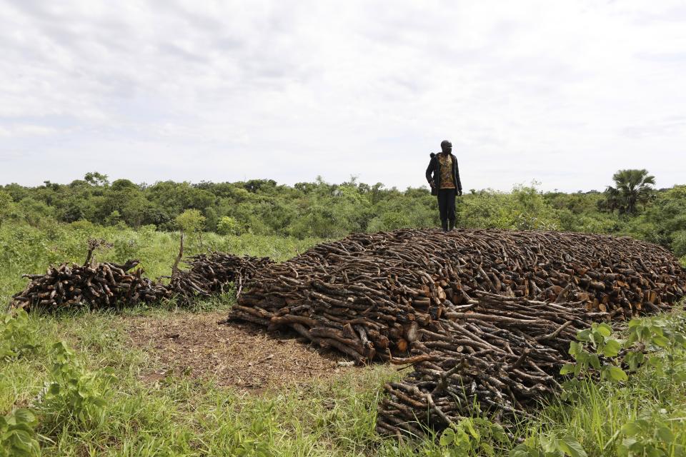 Patrick Komakech stands on a pile of cut trees for burning charcoal in Gulu, Uganda, May 27, 2023. The burning of charcoal is now restricted business across northern Uganda amid a wave of resentment by locals who have warned of the threat of climate change stemming from the uncontrolled felling of trees by outsiders. (AP Photo/Hajarah Nalwadda)