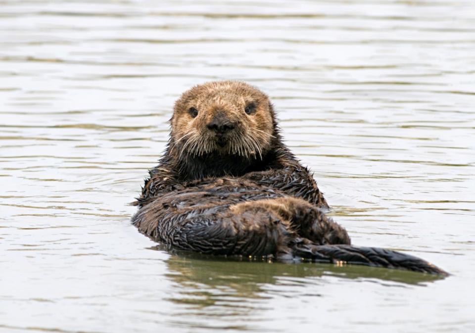 Monterey Zoo via Getty Images