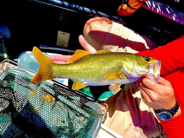 Rare metallic yellow bass pulled from lake by Florida biologists. Take a  look