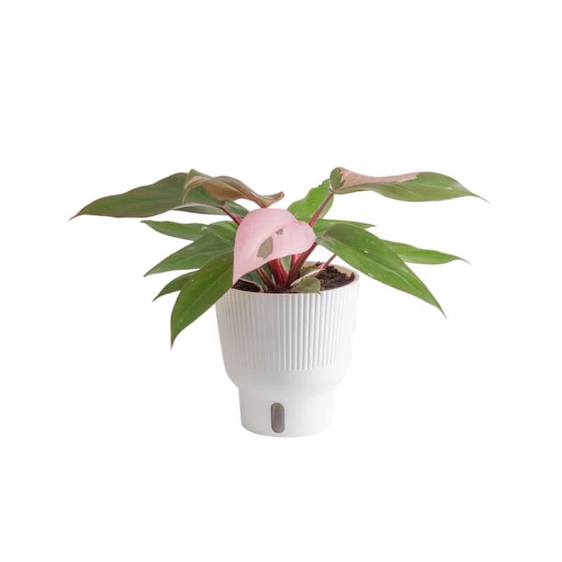 Costa Farms Trending Tropical Pink Princess Philodendron House Plant in 6-in Pot