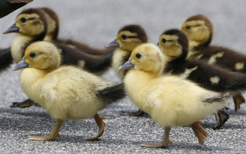 A group of seven duckings are seen on a footpath. 