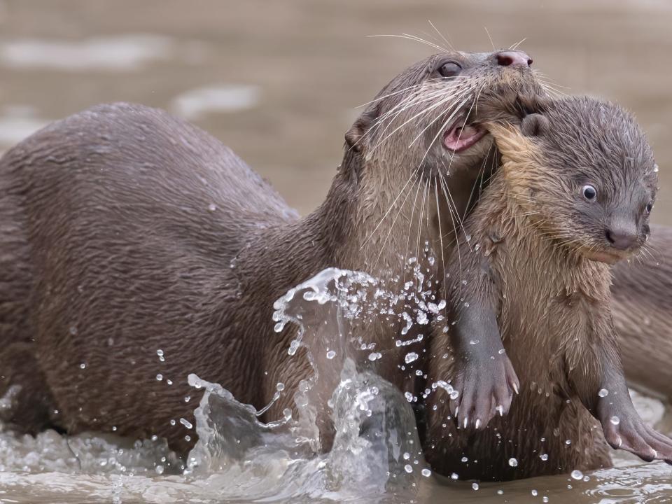 An otter carries a baby otter by the skin of its neck.