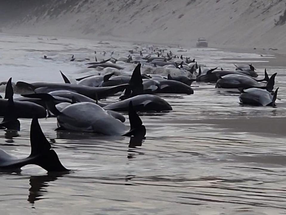 n this handout image provided by Huon Aquaculture, whales are seen beached along the shoreline on September 21, 2022 in Strahan, Australia.