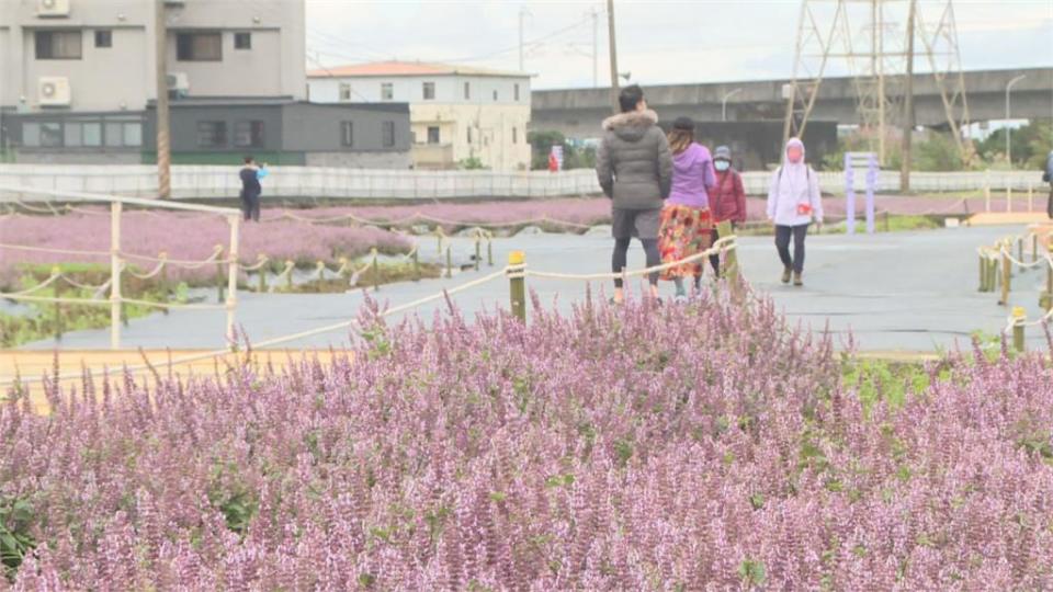 放棄採收成就壯闊花海！　楊梅「仙草花節」遊客爭相朝聖