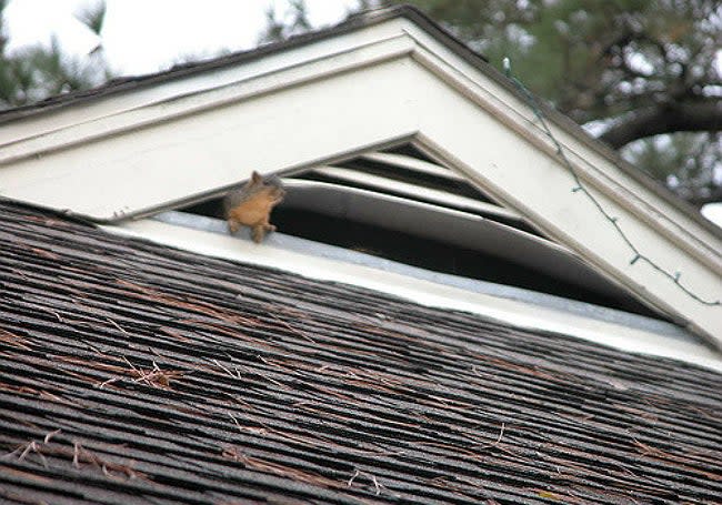 squirrels-in-the-attic