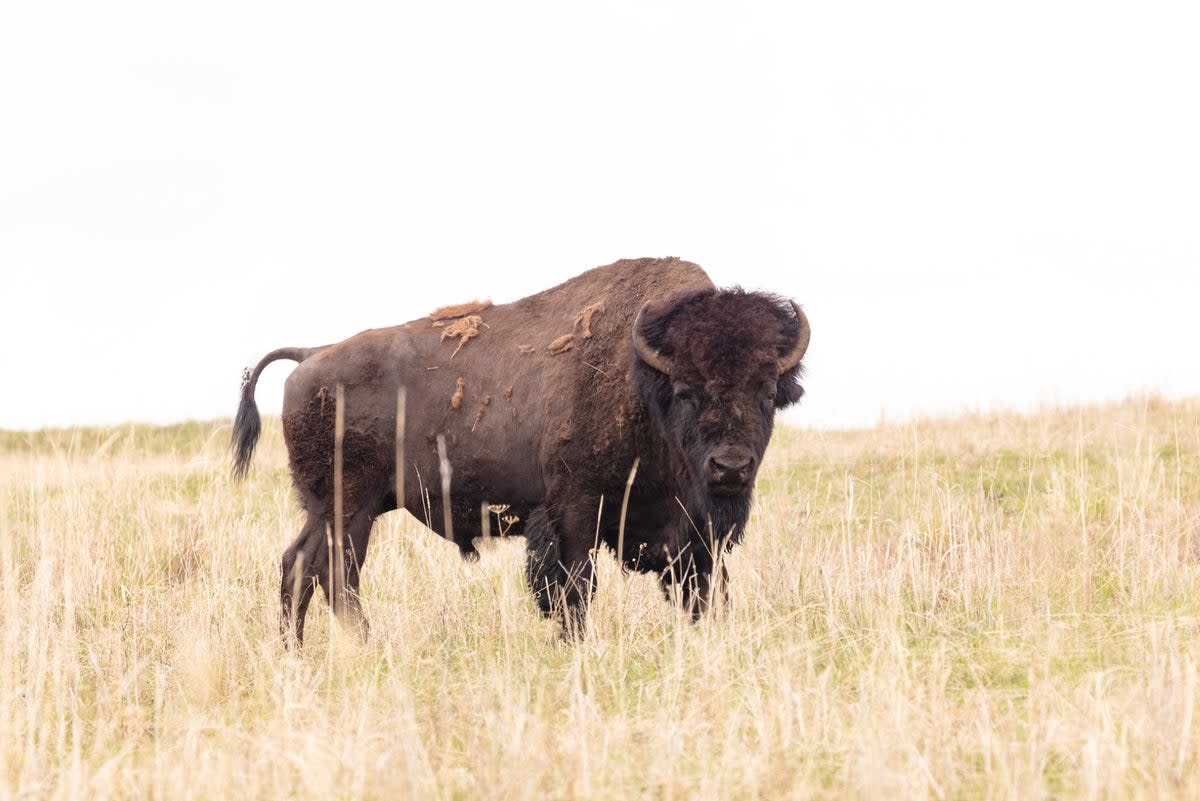 An 83-year-old woman from South Carolina sustained serious injuries after being gored by a bison in Yellowstone National Park (NPS / Jacob W. Frank)