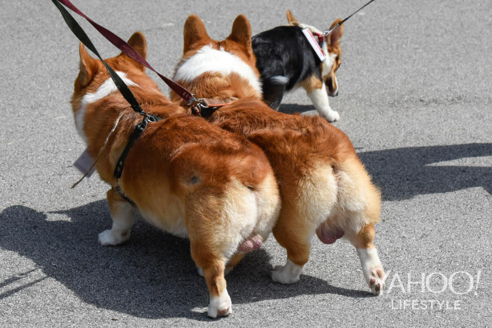 Corgi Gathering at Tanjong Beach