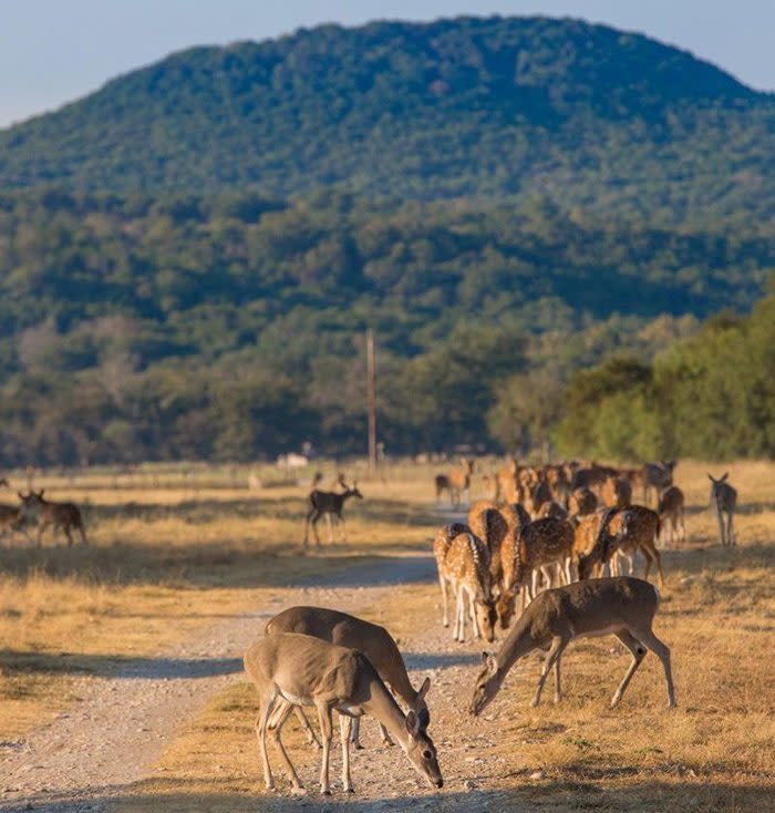 Deer on the Mayan Ranch estate in Texan Hill Country