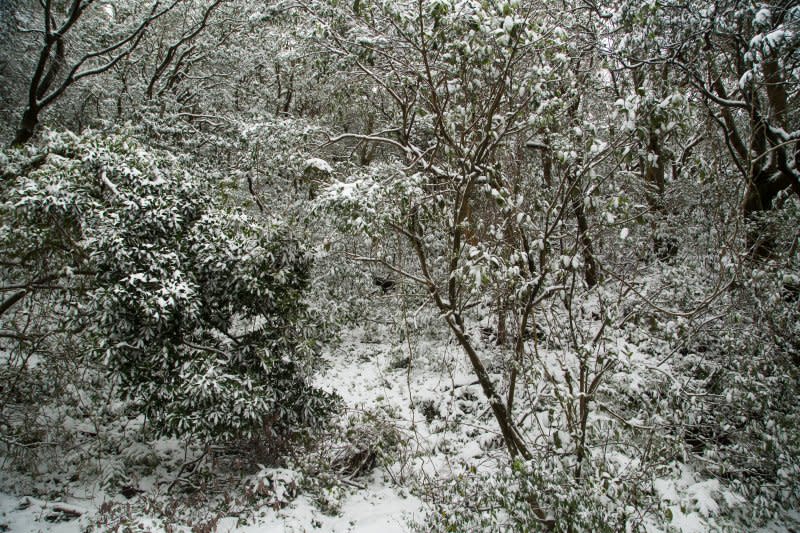 霸王寒流來襲２４日凌晨陽明山國家公園罕見的降下大雪。（顏麟宇攝）