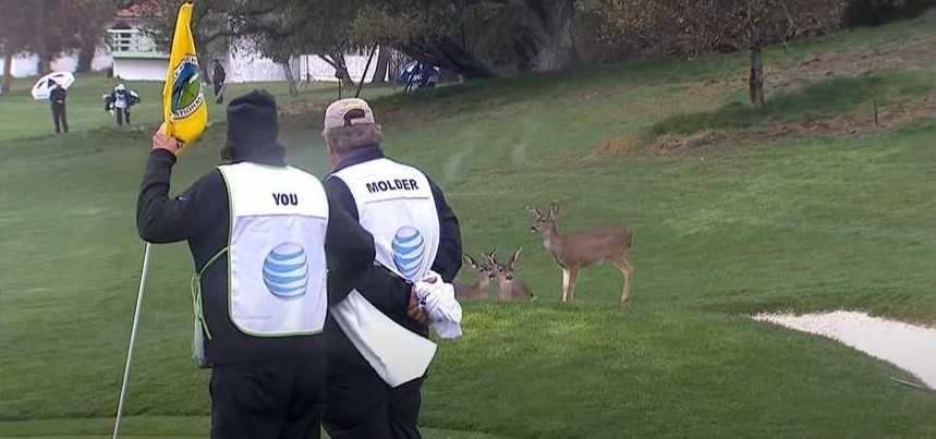 Deer gather on a golf course while caddies look on