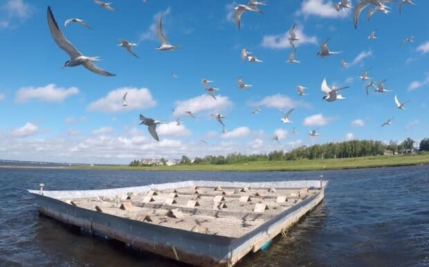 Charles LeGresley/Shediac Bay Watershed Association