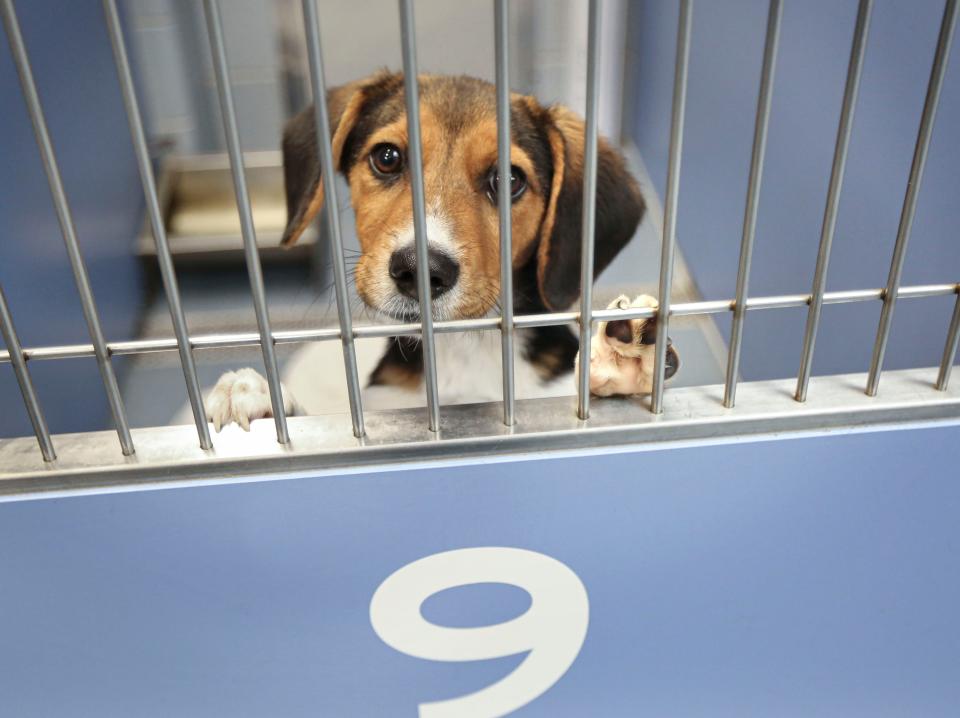 A Beagle at an Animal Shelter in Central Islip, New York