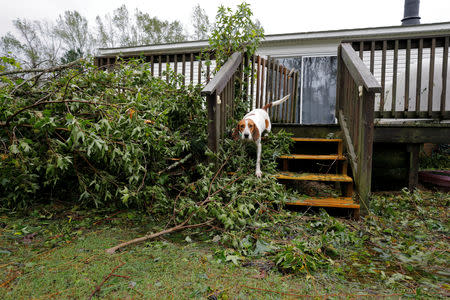 An abandoned dog that had been trapped in a cage filling with rising floodwater stands on the steps of its caretaker's home after volunteer rescuer Ryan Nichols of Longview, Texas, freed them in the aftermath of Hurricane Florence, in Leland, North Carolina, U.S., September 16, 2018. REUTERS/Jonathan Drake