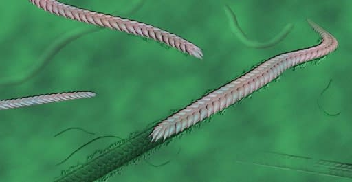 An artist's reconstruction of what the Yilingia spiciformis worm looked like