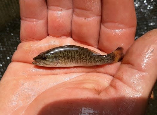 A smallmouth bass found in an area of land that will become part of the Black River Nature Preserve in the Lodi area.