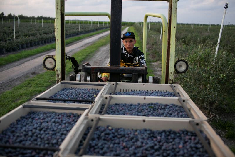 A Mexican migrant worker drives a lift truck carrying trays filled with blueberries during a harvest at a farm in Lake Wales