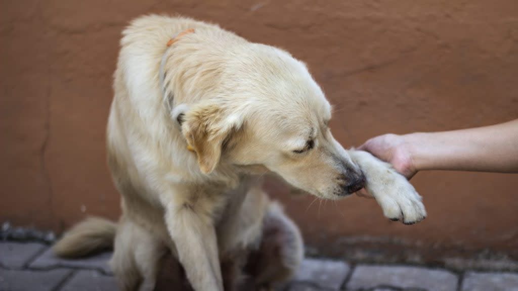 Dog holding up its paw after it was been stung by a bee or wasp and a human is holding the injured paw.