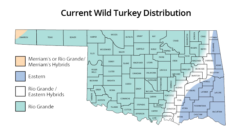 Turkey populations in Oklahoma.