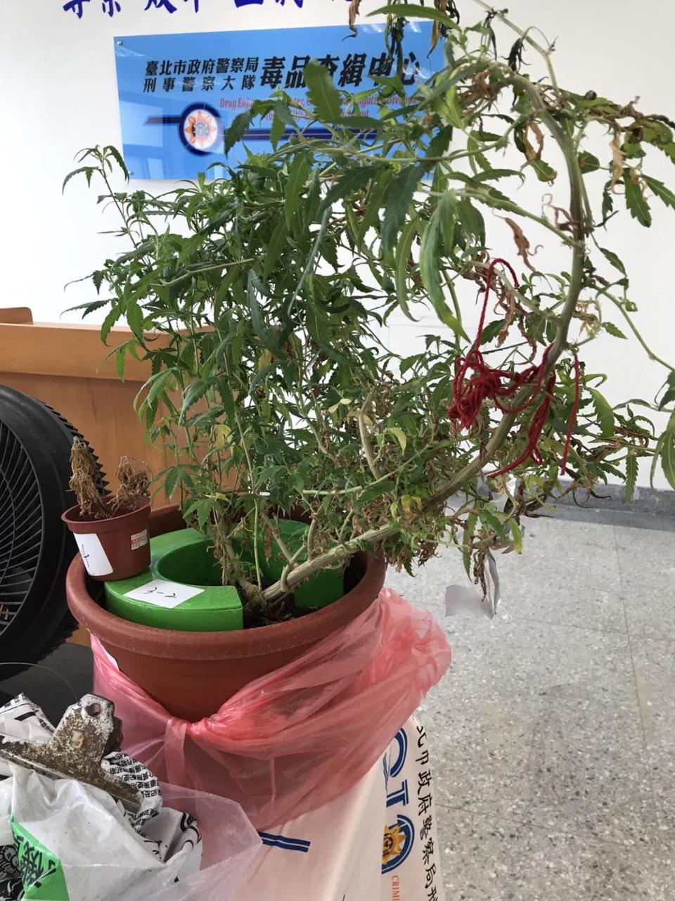 嫌犯在家中種植大麻，供自己吸食，聲稱用來排解工作壓力。