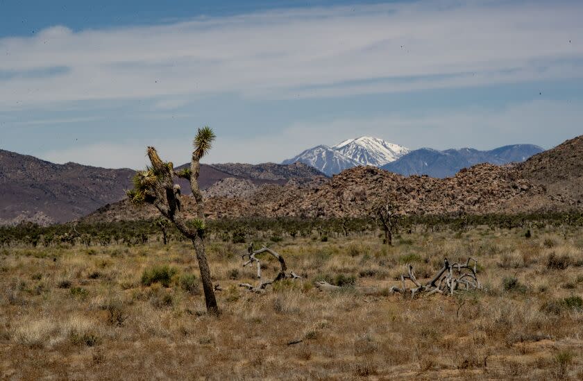 JOSHUA TREE, CA - MAY 25, 2023: The snow-capped San Gorgonio mountain contrasts the drought stricken landscape on desert ecologist Jim Cornett's Joshua Tree study site where there used to be 38 healthy trees but now there are only a few left on the site with no new reproduction on May 25, 2023 in Joshua Tree National Park in Joshua Tree, California. The impacts of drought in the park continues to worsen killing trees, plants and wildlife. The rain that most of California received in the past year didn't reach the eastern parts of the park.(Gina Ferazzi / Los Angeles Times)