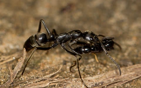 The injured ant is carried - Credit: Erik T. Frank