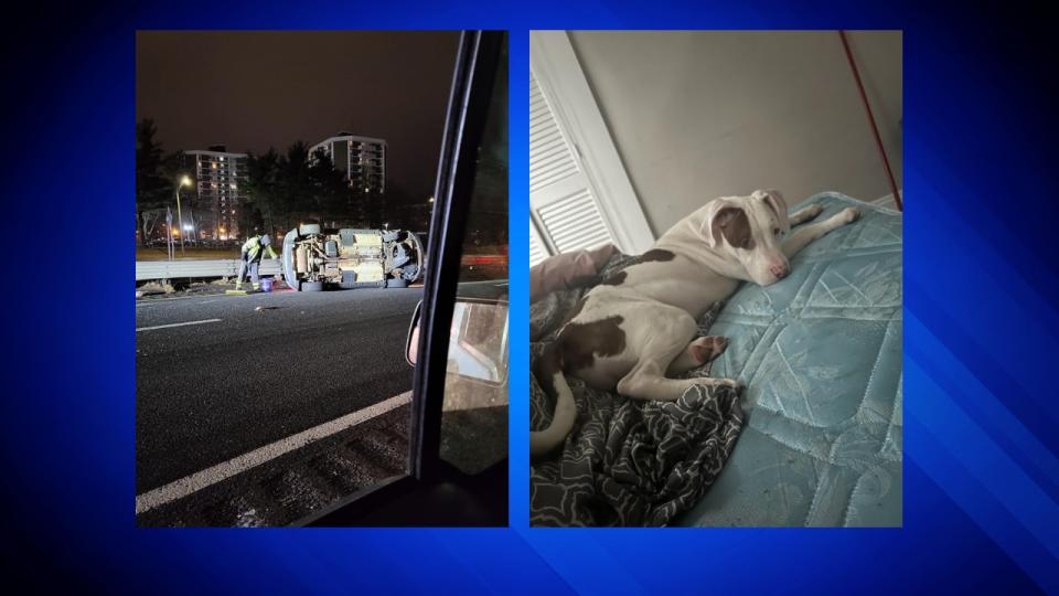 Animal control officials are asking for the public’s help in finding a brown-and-white pit bull that went missing after a car crash in Springfield.