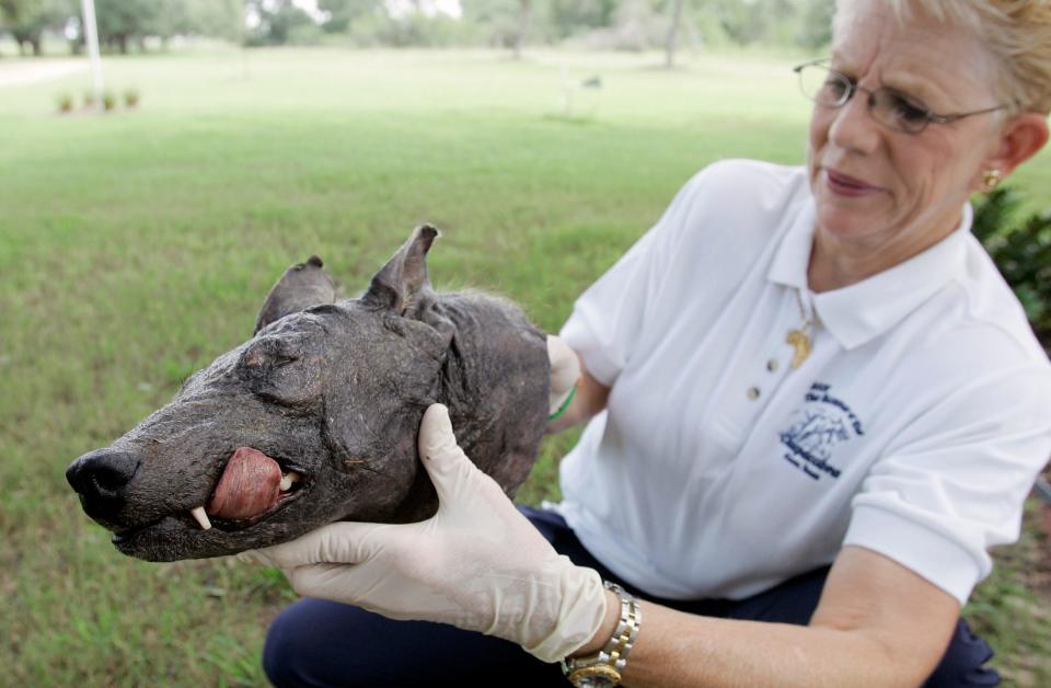 Phylis Canion holds the head of what she is calling a Chupacabra at her home  in Cuero, Texas in 2007.