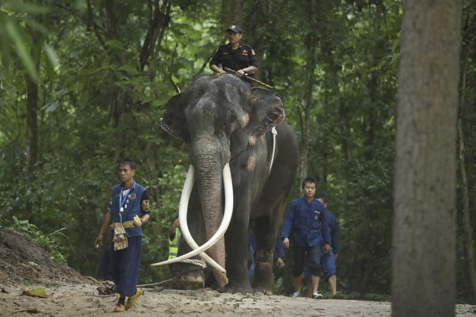 Mahout ride "Sak Surin," an ailing elephant that had allegedly not been well cared-for in Sri Lanka, which had received it as a gift from the Thai government, but was returned to its home country and taken to the Thai Elephant Conservation Center in Lampang province in northern Thailand on Sunday, July 2, 2023. (AP Photo/Nareerat Chaywichain)