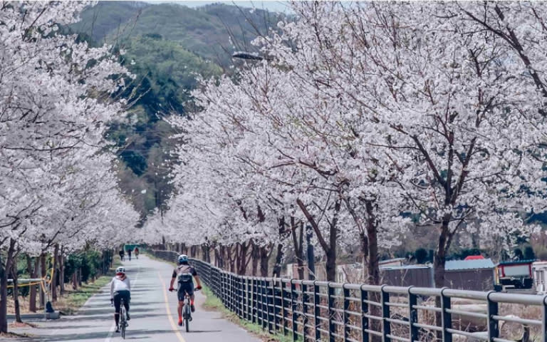 透過Klook伊甸櫻花之旅欣賞淡粉櫻花，有機會邂逅櫻吹雪美景。（圖／Klook提供，以下同）