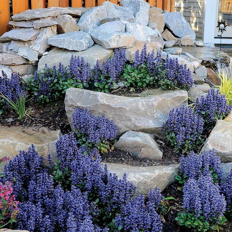 Purple-colored bugleweed growing between stone landscaping