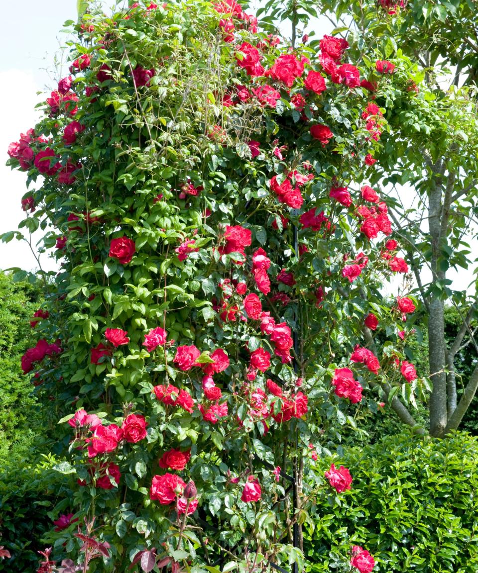 Climbing rose in flower