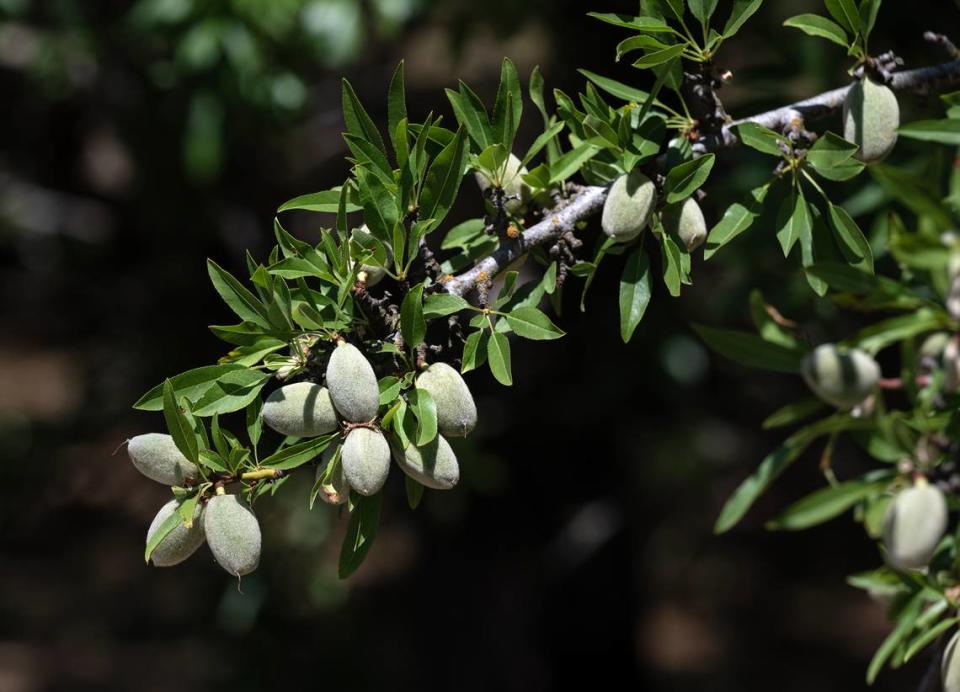 Almonds set on a tree in Modesto, Calif., Friday, May 12, 2023.