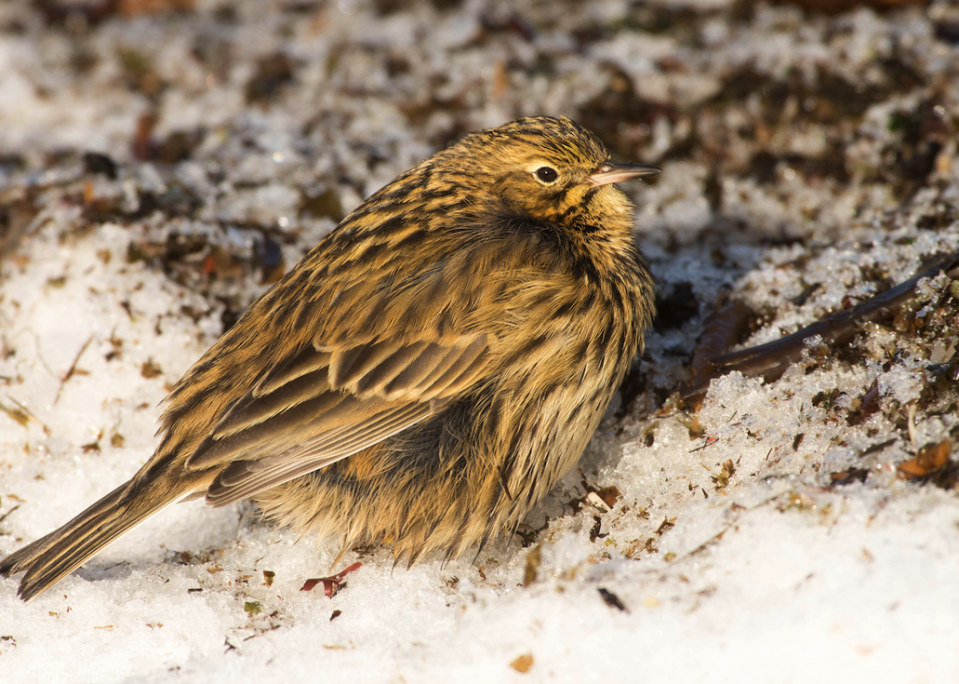 Birds such as the South Georgia Pipit have now made their return (REX)