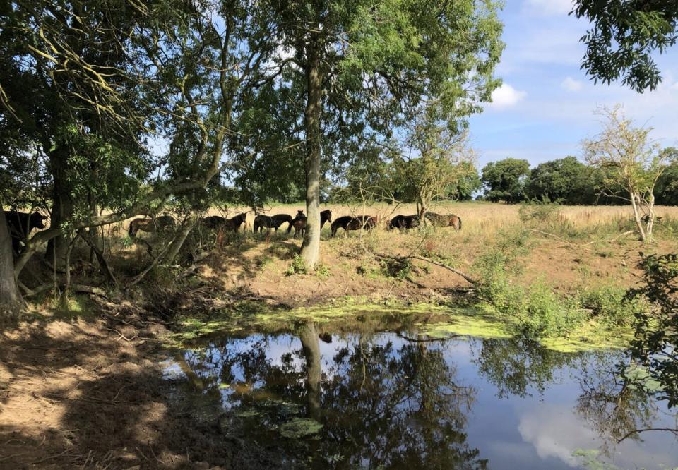 Rewilding on marginal land in Norfolk (Emily Beament/PA) (PA Archive)