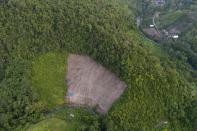 A swath of forest on a hill that has been cleared from trees to make way for a corn plantation is visible in Polewali Mandar, South Sulawesi, Indonesia, Saturday, April 20, 2024. From trees felled in protected national parks to massive swaths of jungle razed for palm oil and paper plantations, Indonesia had a 27% uptick in primary forest loss in 2023 from the previous year, according to a World Resources Institute analysis of new deforestation data. (AP Photo/Yusuf Wahil)