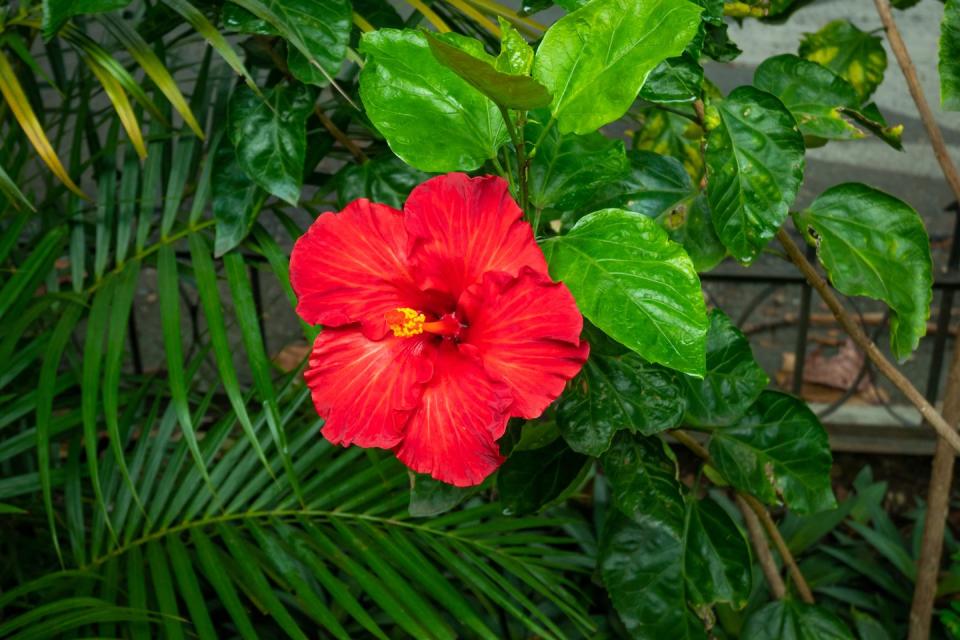 Hibiscus Roses