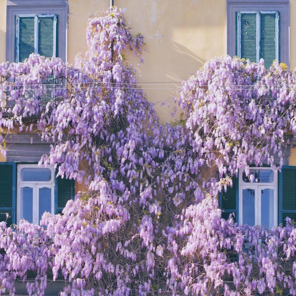 3) Wisteria