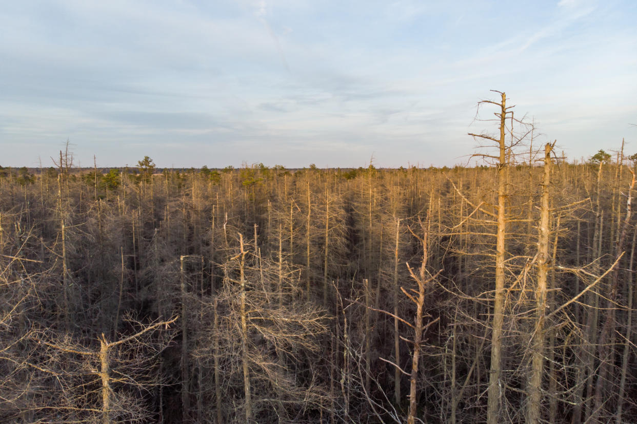 Climate change is causing whole forests to die, like this one in New Jersey. The Atlantic White Cedar is particularly vulnerable to changes in the environment like salt water intrusion from storm surges and sea level rise. (New Jersey Parks and Forestry)